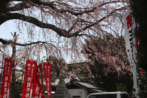 桜咲く岡崎藤川宿ののどかな景色（明星院）。粟生人形工房から１００ｍのお寺です。