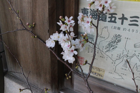 桜咲く。。。玄関先にさくらでお出迎え。