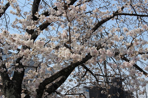 岡崎市の桜並木たくさんありますね。配達休憩中に撮影しました。