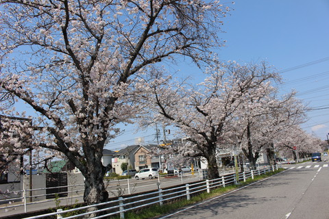 岡崎市の桜並木たくさんありますね。配達休憩中に撮影しました。