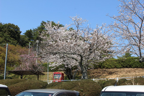 東公園の桜。岡崎市の大きな公園の1つです。