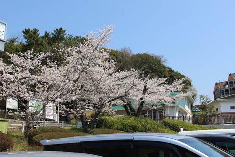 東公園の桜。岡崎市の大きな公園の1つです。