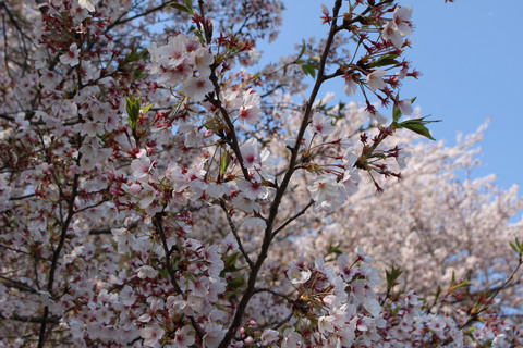 桜の名所、黄金堤（こがねづつみ）と鎧ケ淵古戦場 愛知県西尾市吉良町